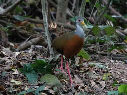 Image of Grey-cowled Wood Rail