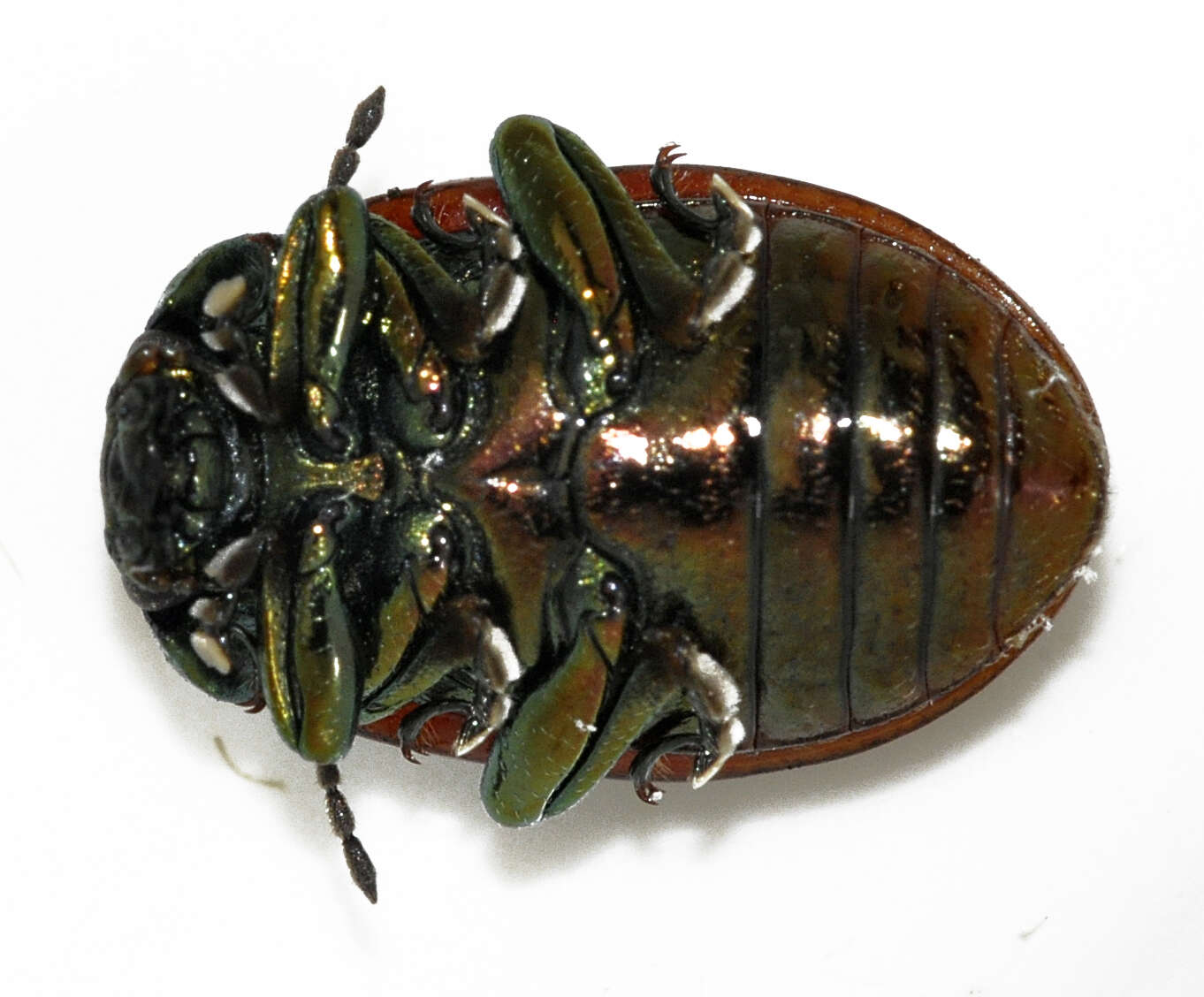 Image of Chrysolina polita