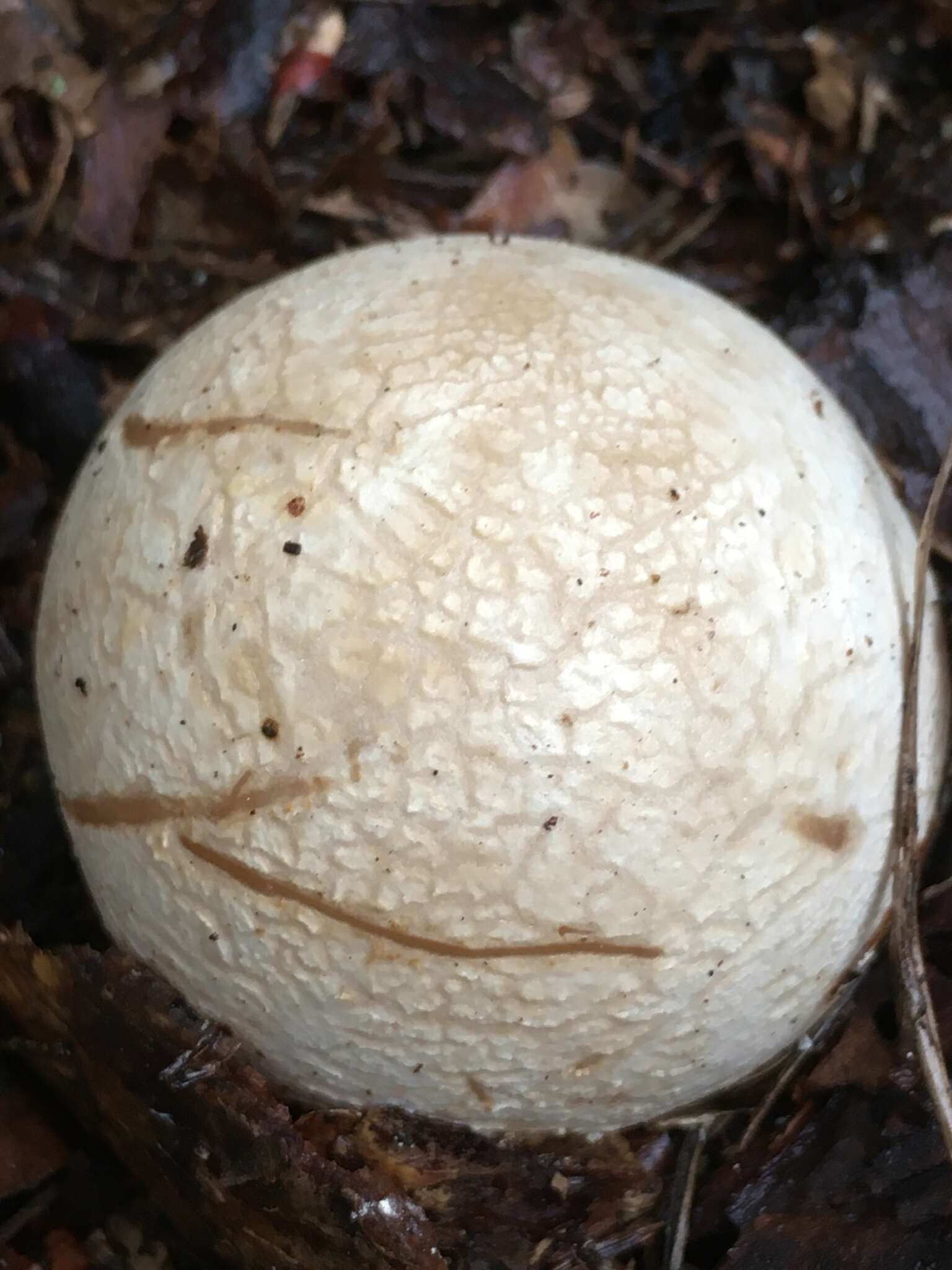 Image of Stinkhorn