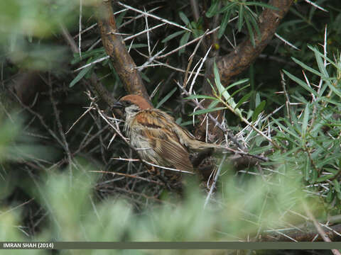 Image of Spanish Sparrow