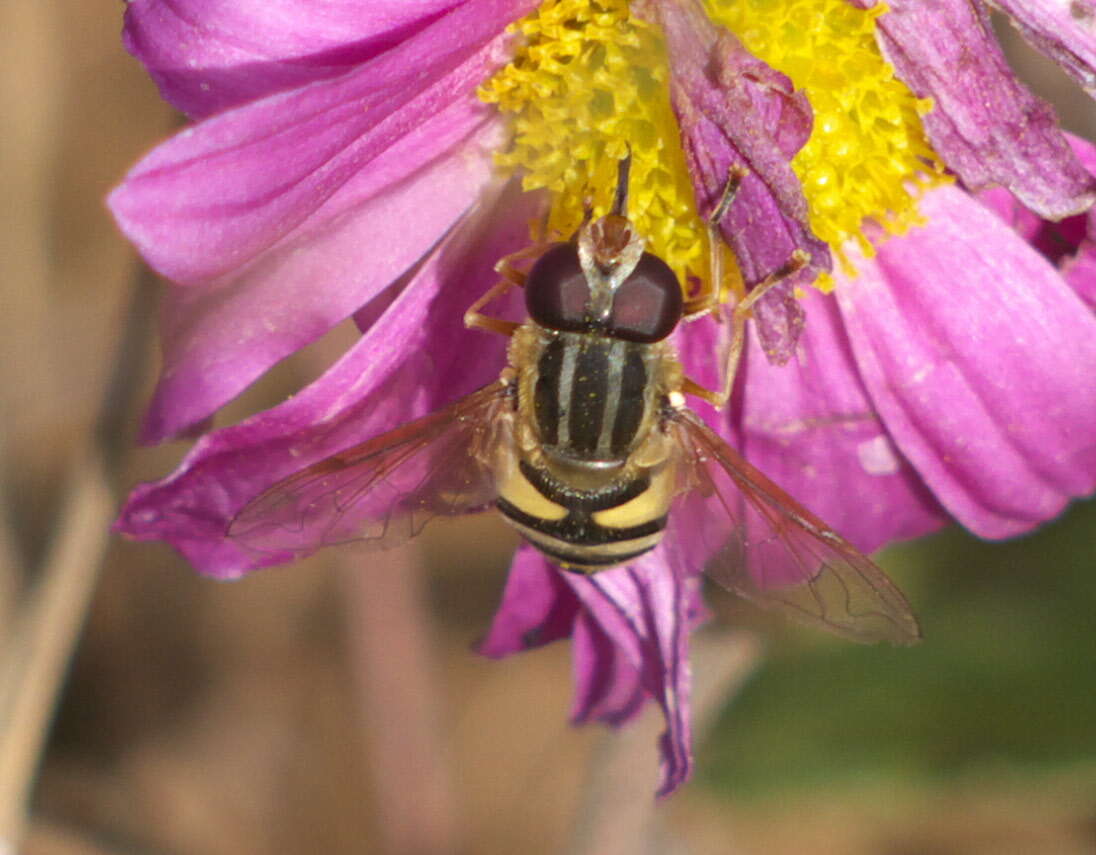 Image of Helophilus fasciatus Walker 1849