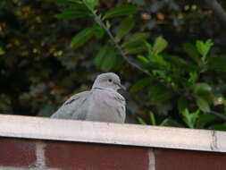 Image of Collared Dove