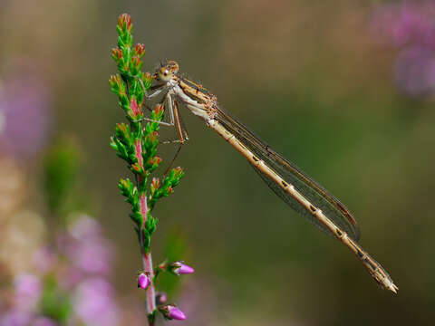 Image of Common Winter Damsel