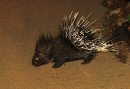 Image of Indian Crested Porcupine