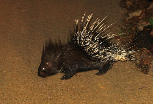 Image of Indian Crested Porcupine