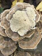 Image of Turkey Tail