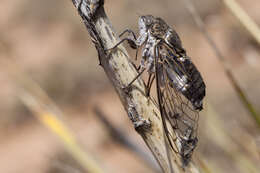 Image of Cacama valvata (Uhler 1888)