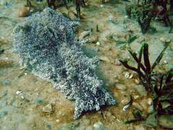 Image of blue-spotted sea hare