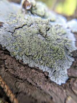 Image of diploicia lichen