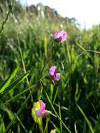 Lathyrus hirsutus L.的圖片