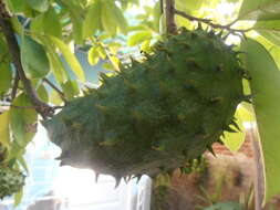 Image of soursop