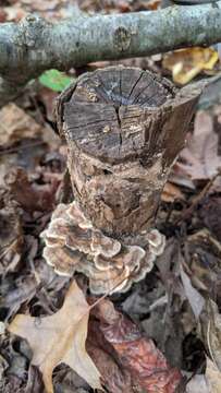 Image of Turkey Tail