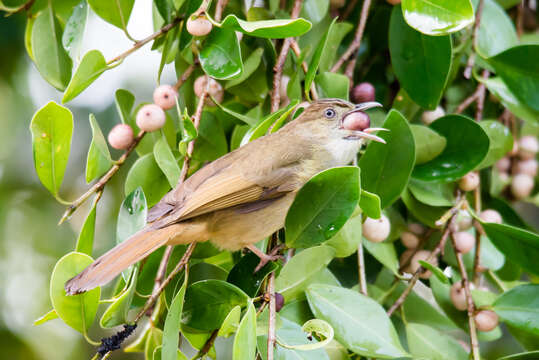 Image of Grey-eyed Bulbul