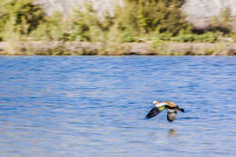 Image of Ruddy Shelduck