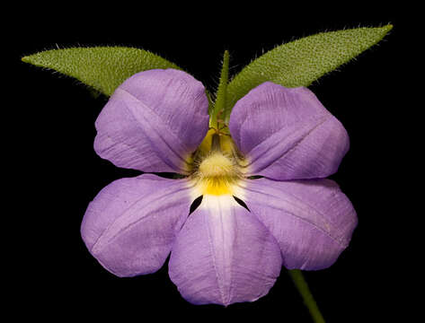 Imagem de Scaevola striata R. Br.