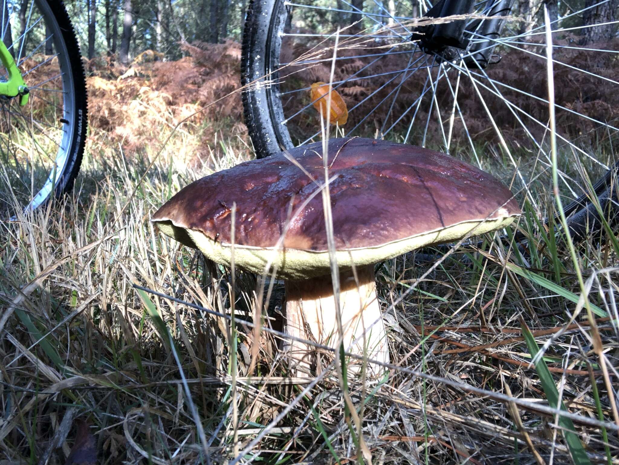 Image of Boletus aereus Bull. 1789