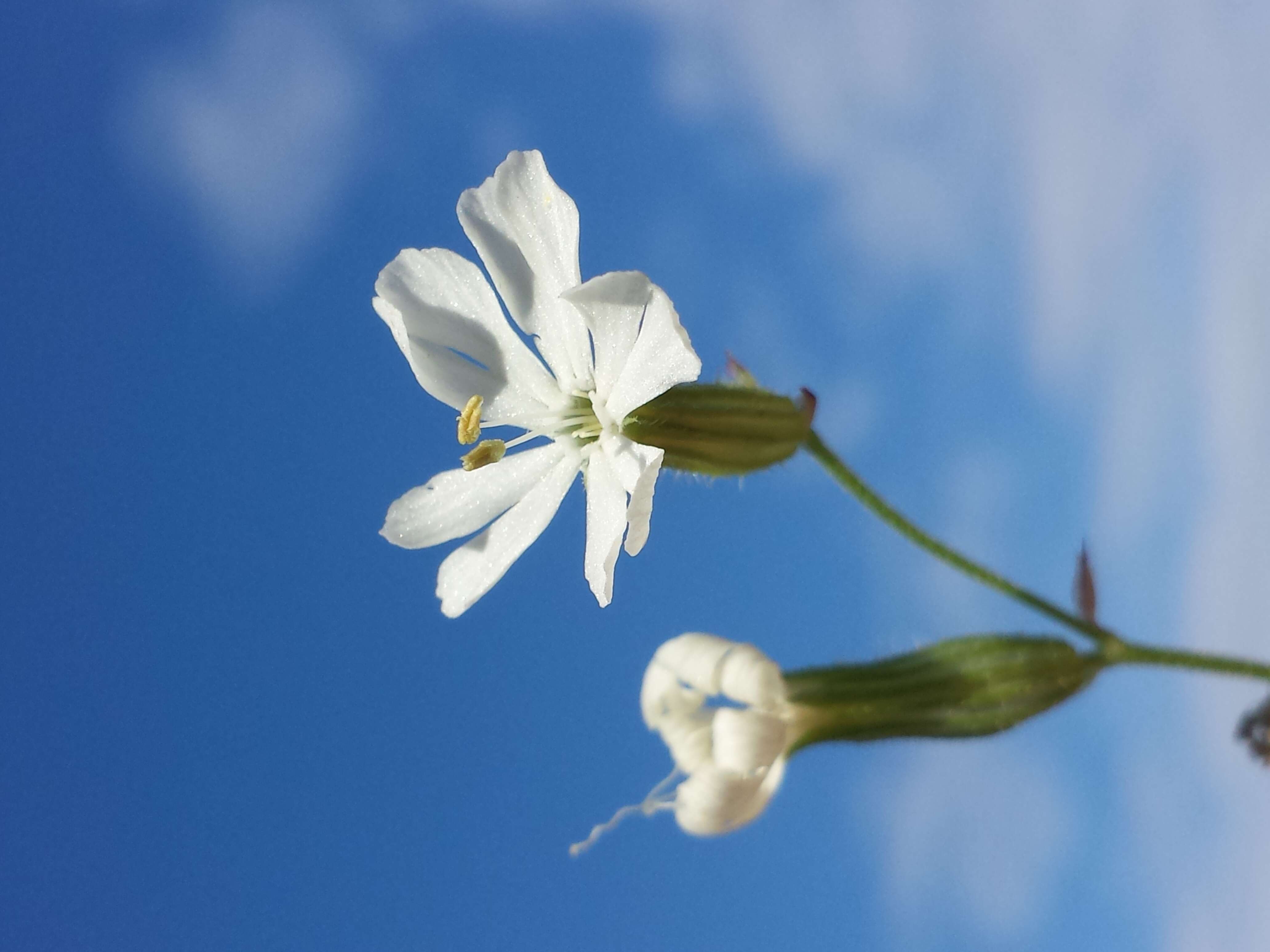 Слика од Silene dichotoma Ehrh.