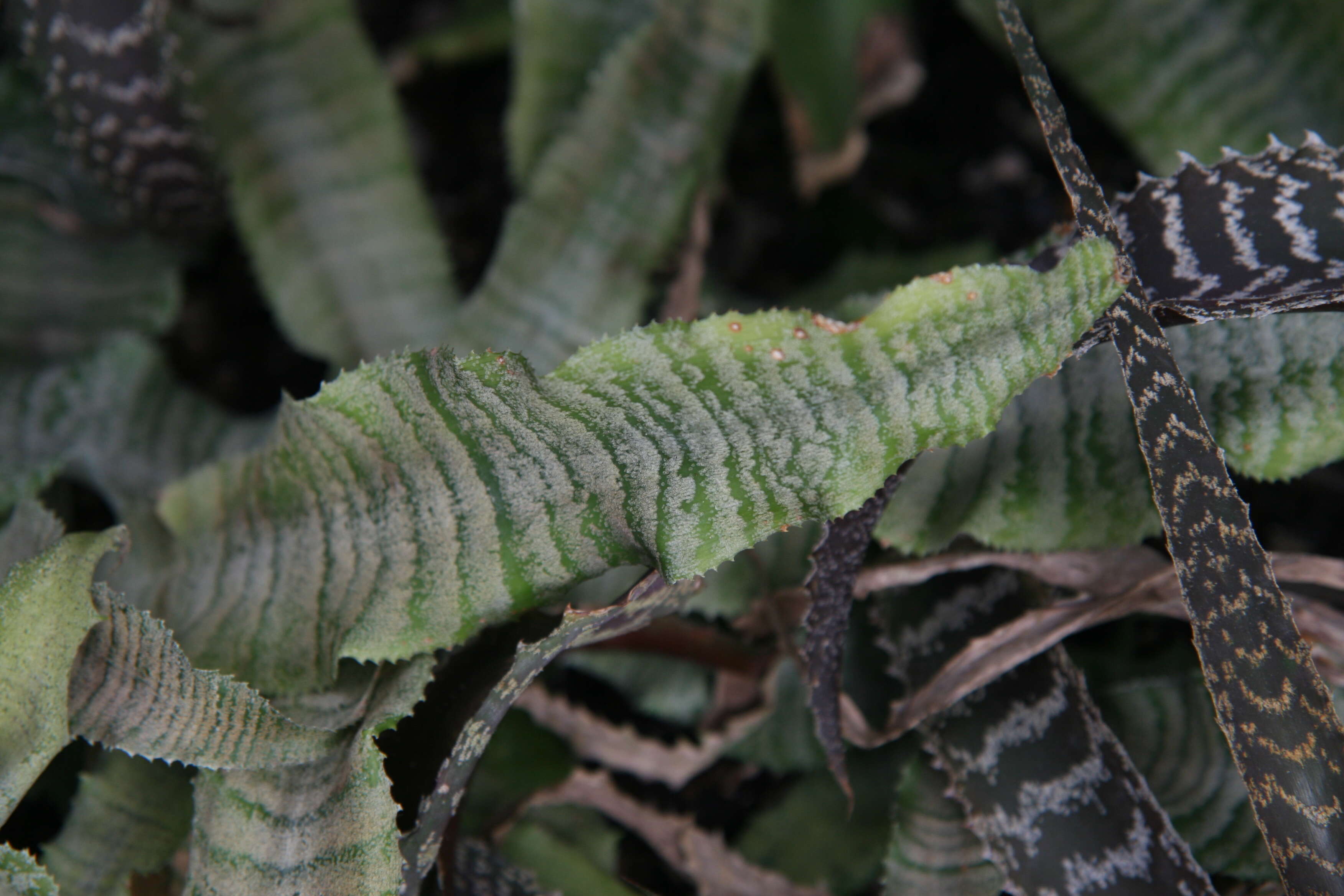 Image of Orthophytum gurkenii Hutchison