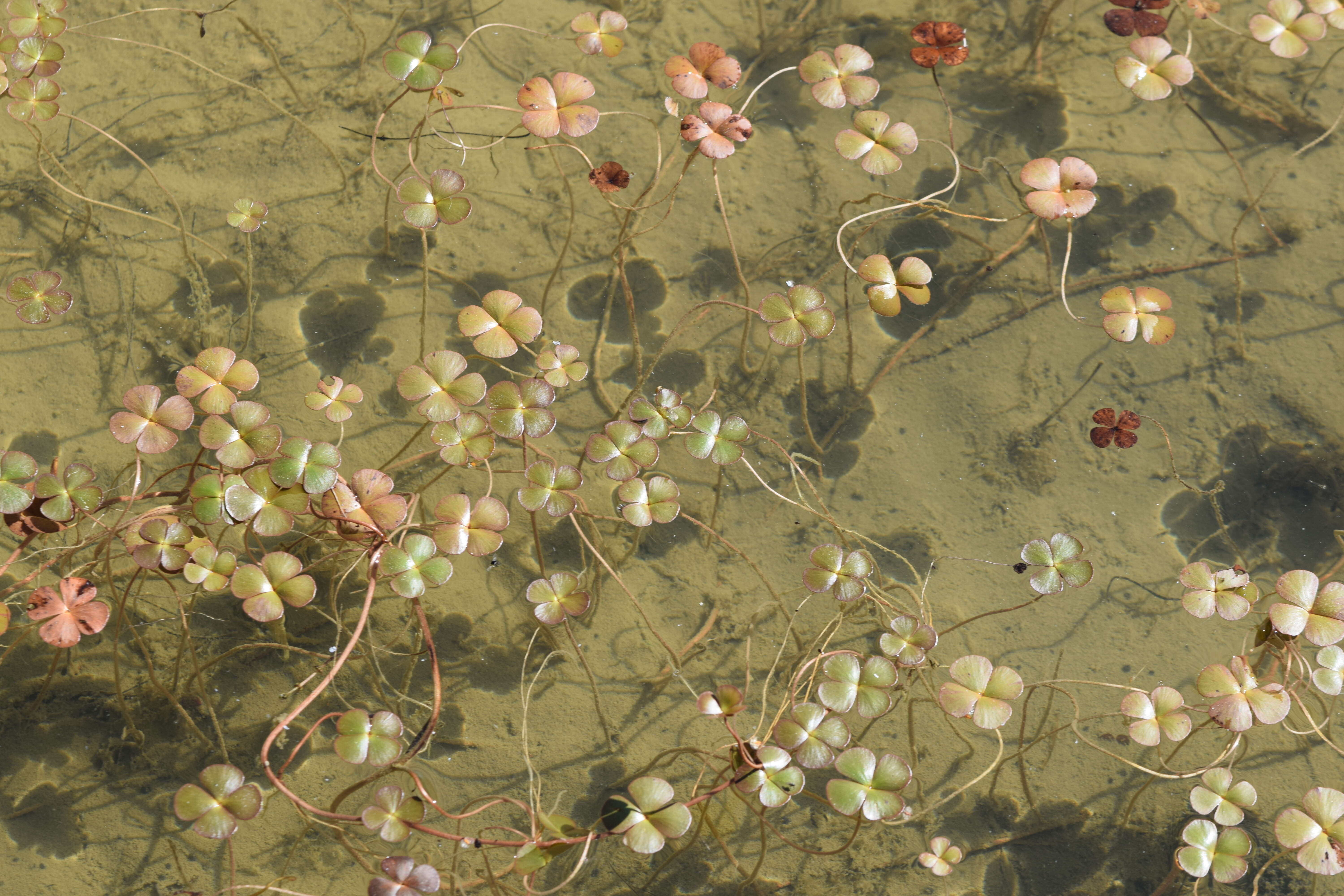 Plancia ëd Marsilea quadrifolia L.