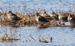 Image of Short-billed Dowitcher