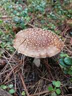 Image of Royal Fly Agaric