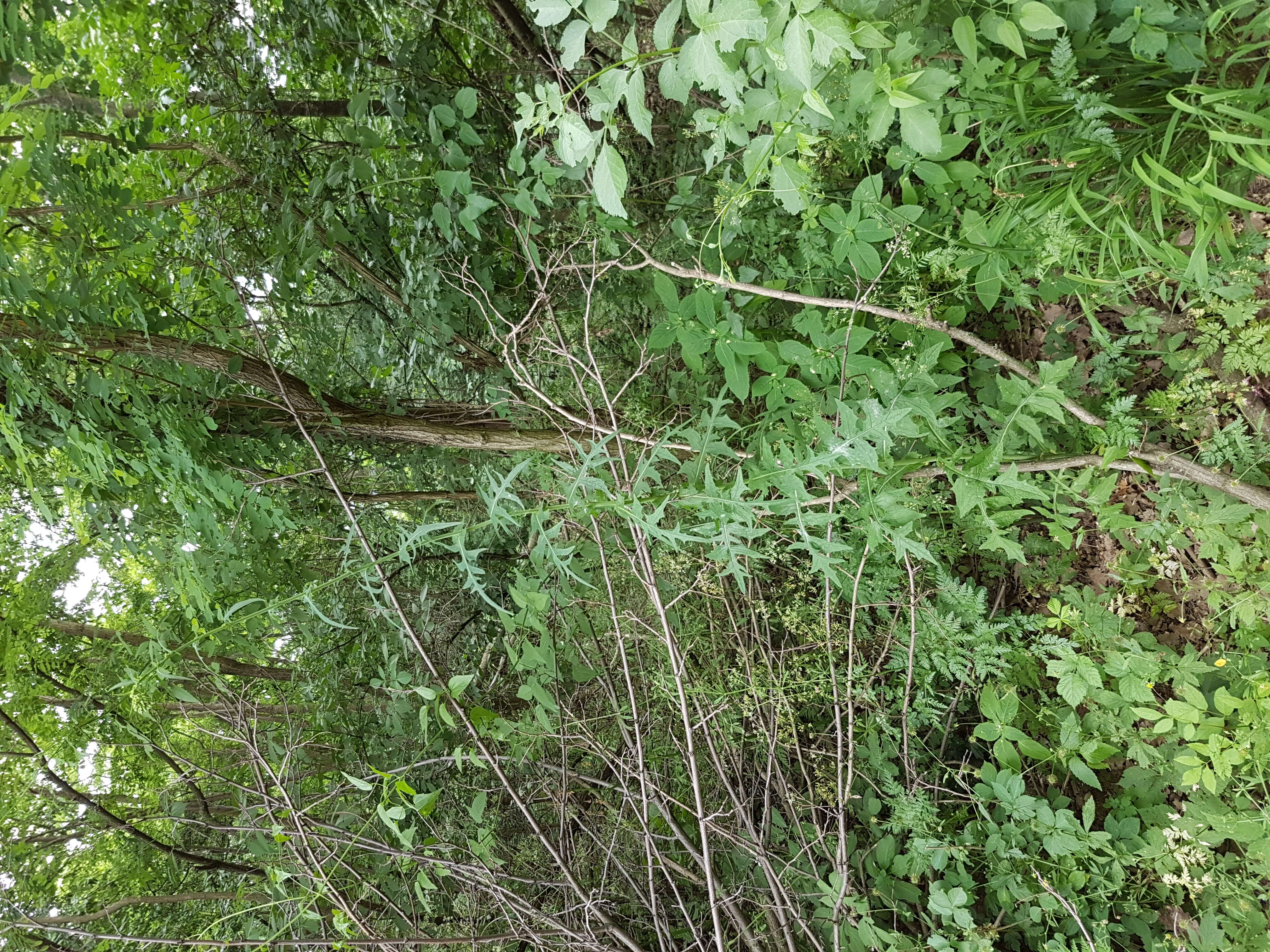 Image of Lactuca quercina L.