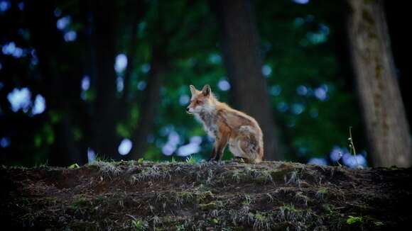 Imagem de Vulpes vulpes schrencki Kishida 1924