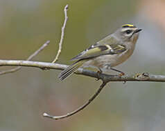 Image of Golden-crowned Kinglet