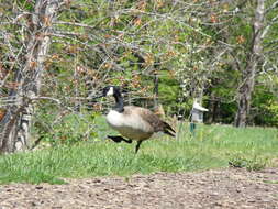 Image of Hawaiian goose