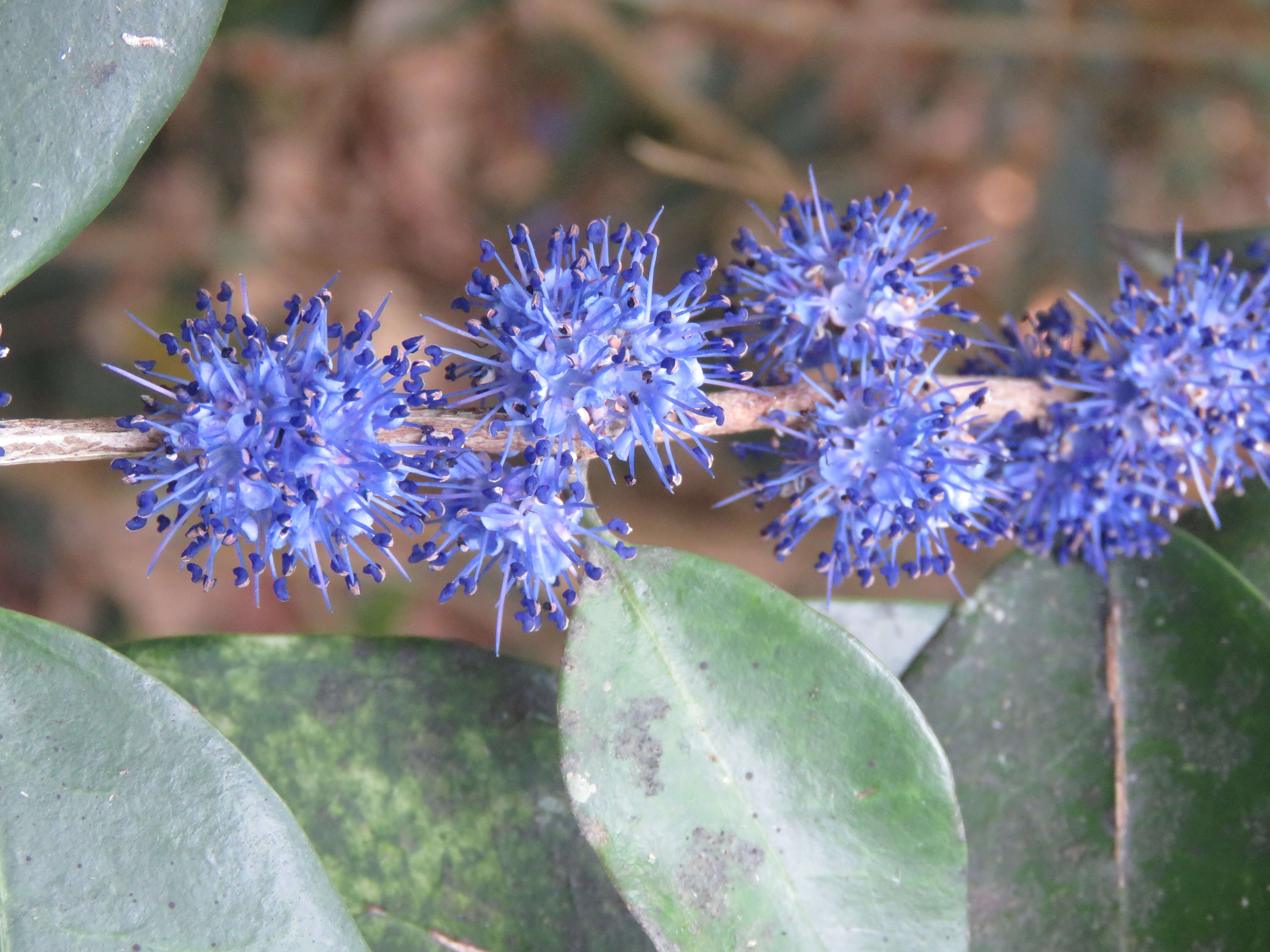 Image of Memecylon umbellatum Burm. fil.