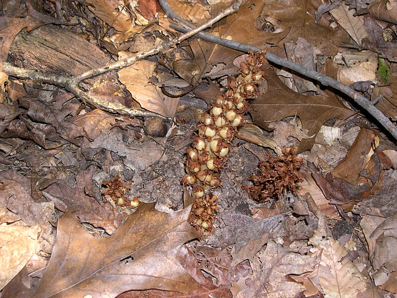 Image of American cancer-root