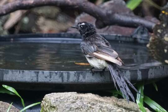 Image of Willie Wagtail