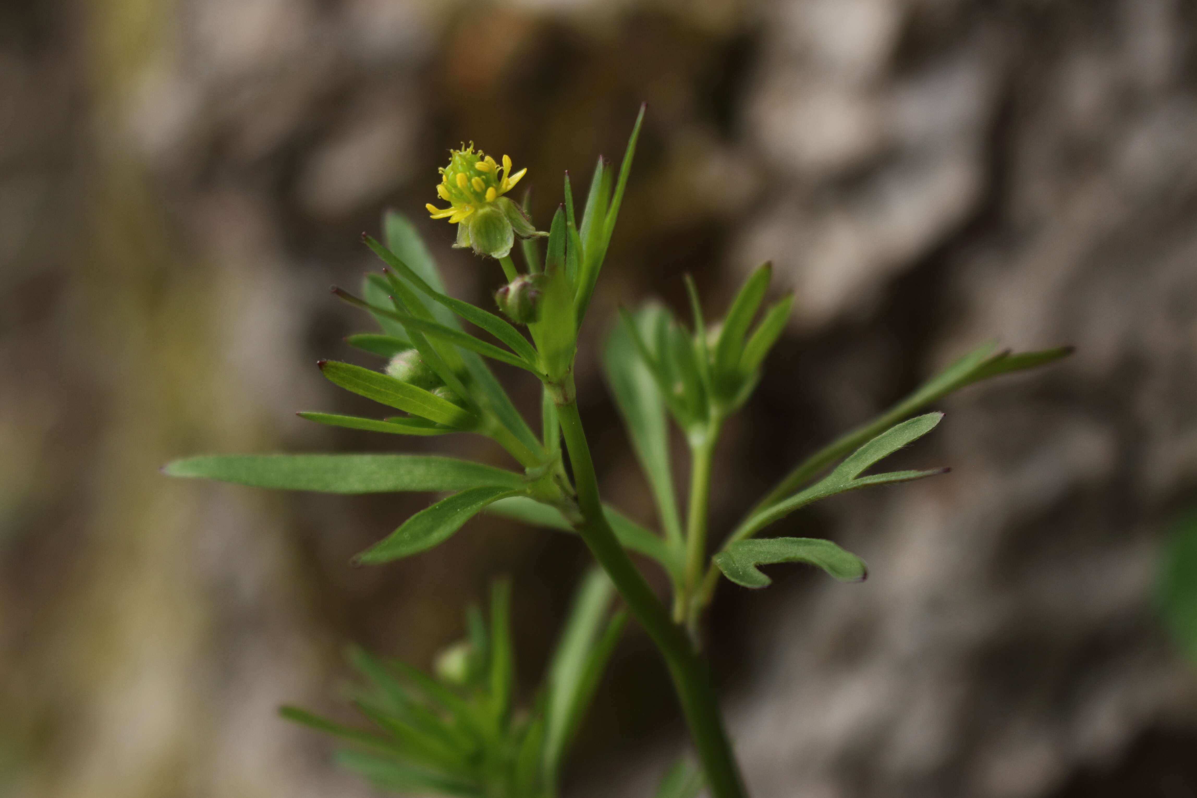 Image de Ranunculus allegheniensis Britton.