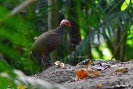 Megapodius nicobariensis Blyth 1846 resmi