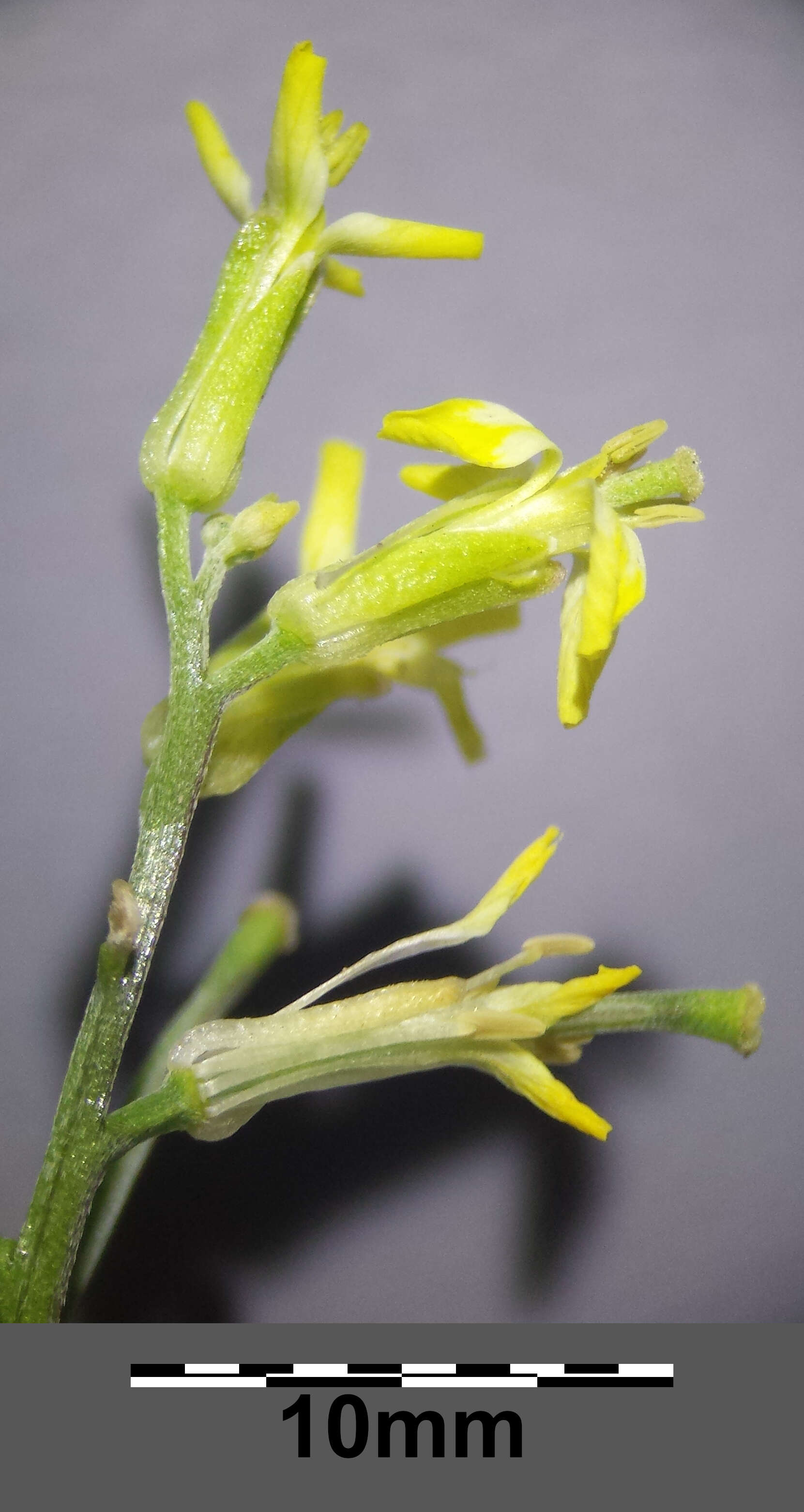 Plancia ëd Erysimum repandum L.