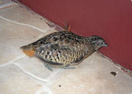 Image of Barred Buttonquail