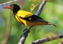 Image of Black-hooded Oriole