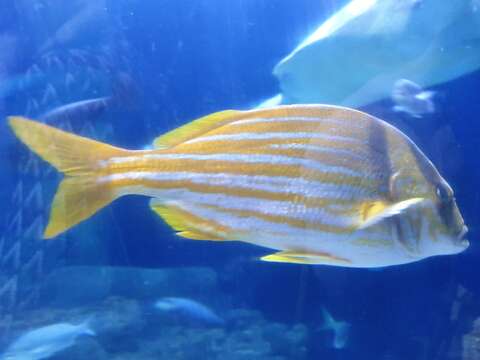 Image of Porkfish