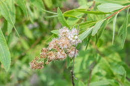 Image of white meadowsweet