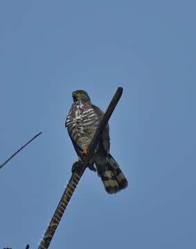 Image of Crested Goshawk