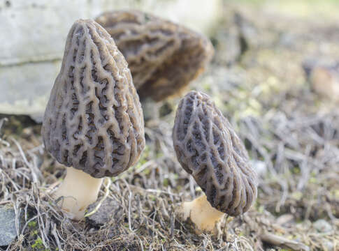 Image of Morchella importuna M. Kuo, O'Donnell & T. J. Volk 2012