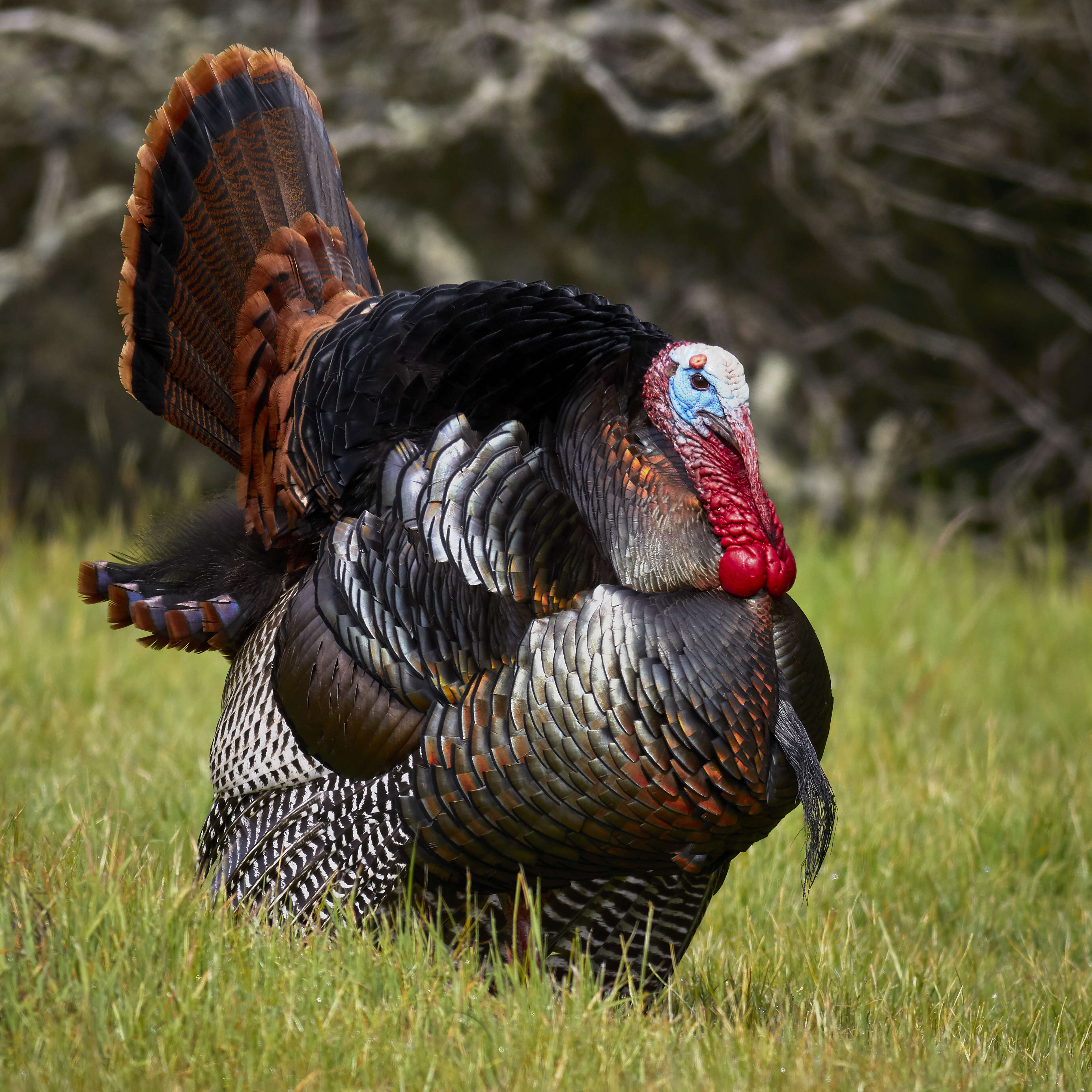 Imagem de Meleagris gallopavo Linnaeus 1758