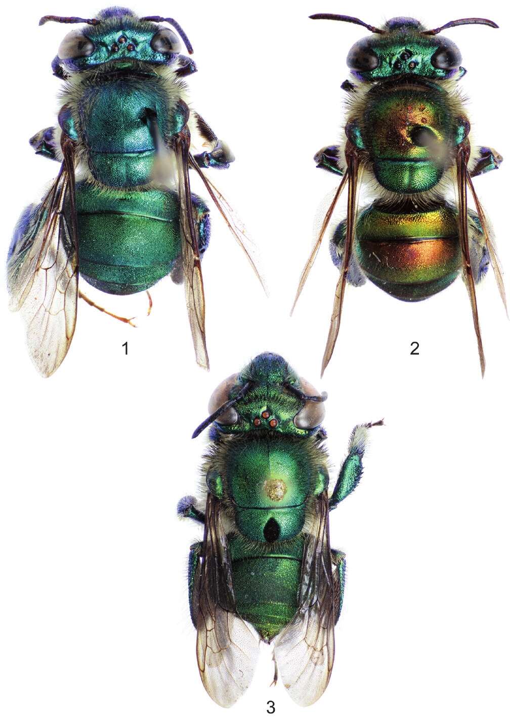 Image of orchid bee