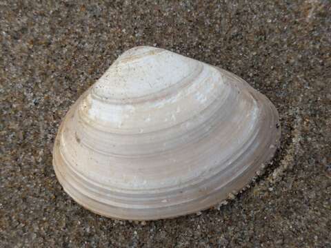 Image of surf clam