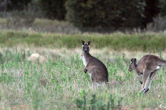 Image of kangaroo