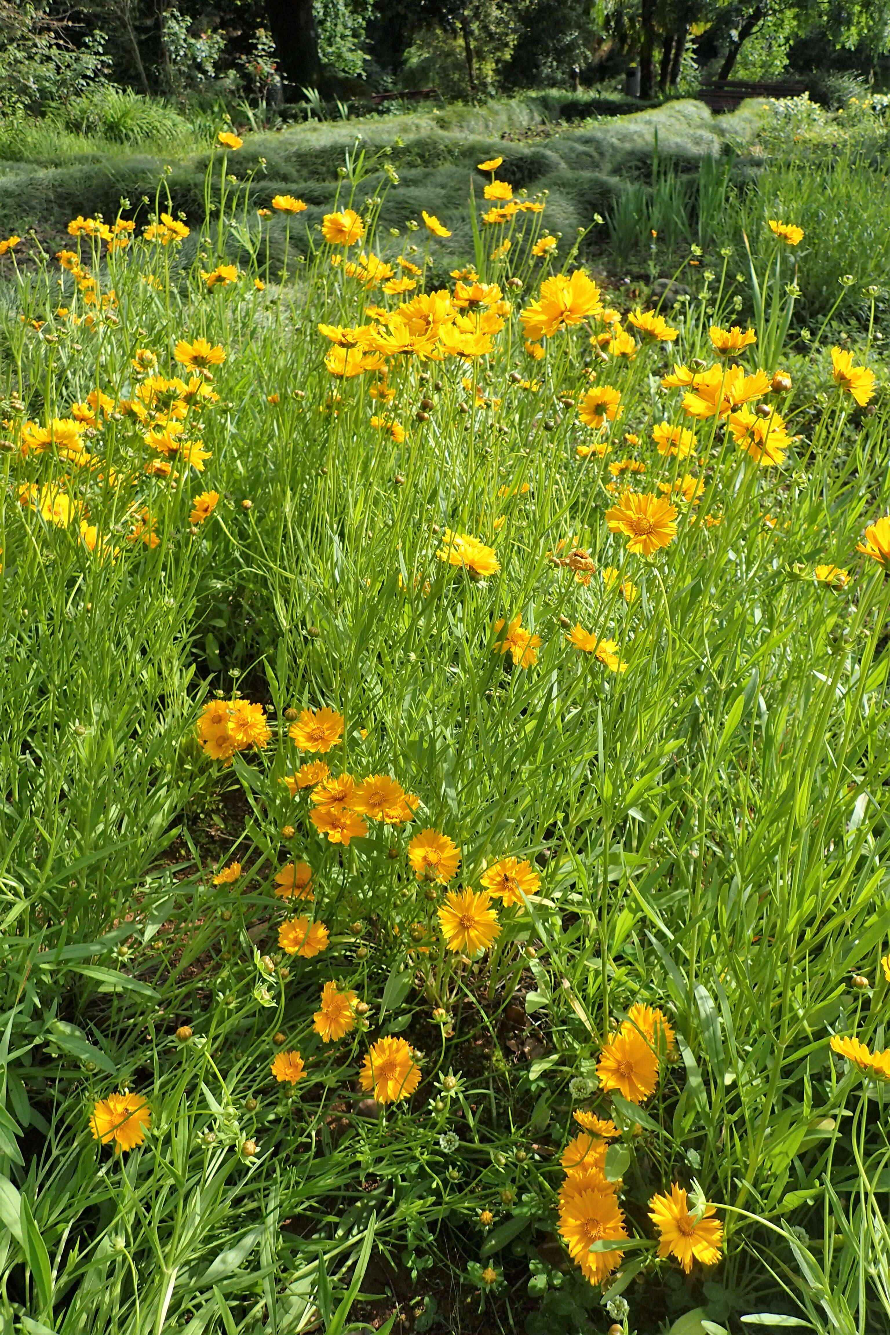 Image of largeflower tickseed