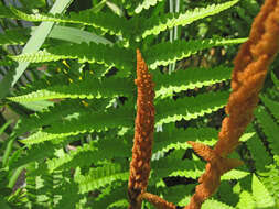 Image of Osmundastrum cinnamomeum Presl