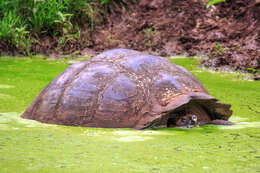 Image of Galapagos giant tortoise