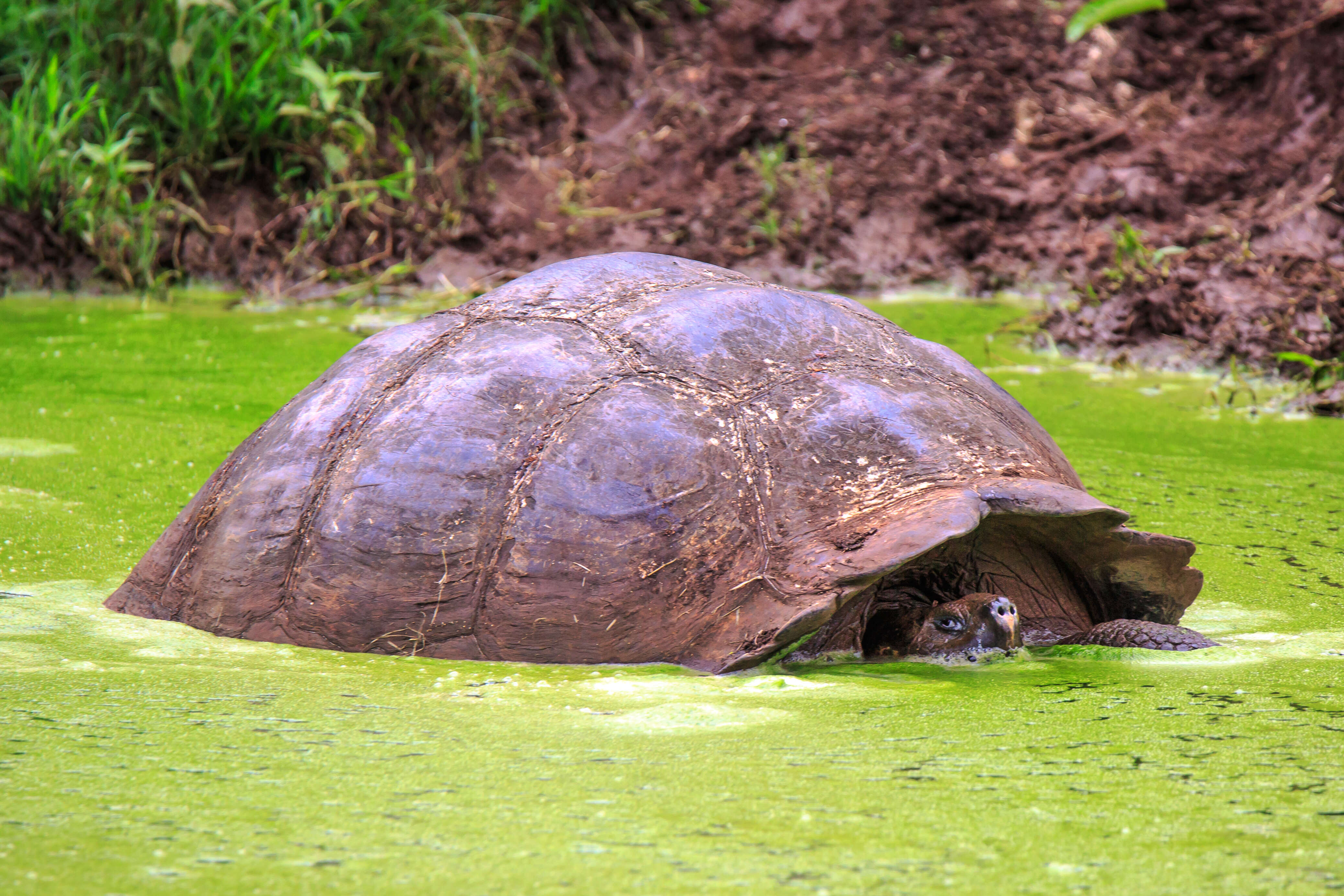 Image of Galapagos giant tortoise