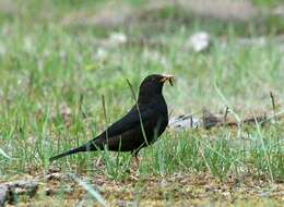 Image of Tibetan Blackbird